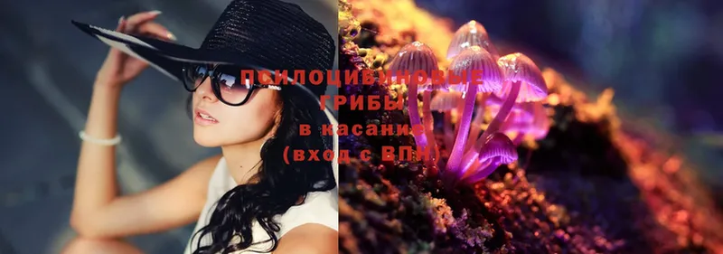 Псилоцибиновые грибы Psilocybe  KRAKEN рабочий сайт  Жуков 